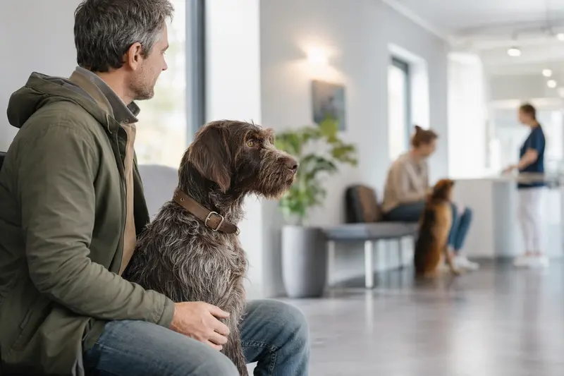 Ein Gammel Dansk Honsehund sitzt ruhig neben seinem Besitzer im hellen Wartezimmer einer modernen Tierarztpraxis.